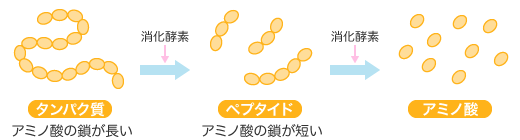 タンパク質は、消化酵素によってペプタイドやアミノ酸に分解される。