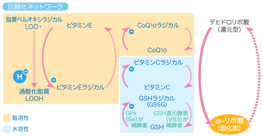 抗酸化ネットワークへのα-リポ酸の関わり