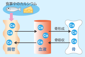 細胞内外のカルシウム分布の割合