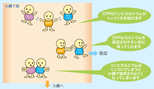 小腸内でのカルシウム吸収における促進因子と阻害因子