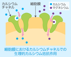 細胞膜におけるカルシウムチャネルでの生理的カルシウム拮抗作用