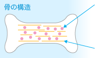 骨の構造