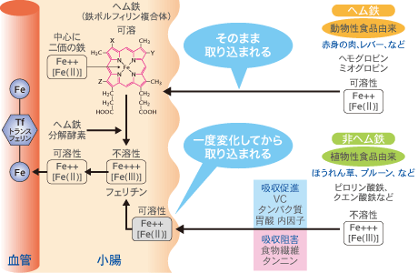 の 吸収 促進 亜鉛