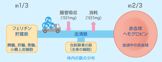 体内の鉄の分布