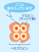 ヘモグロビン（簡略図）