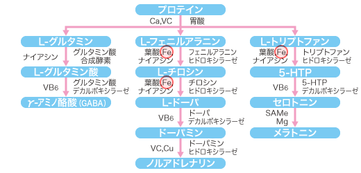 神経伝達物質の生成と鉄の関与