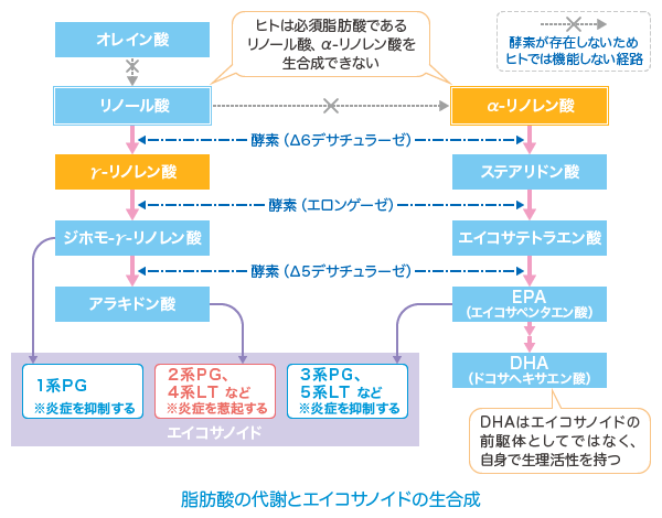 脂肪酸の代謝とエイコサノイドの生合成