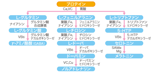 タンパク質が神経伝達物質となる過程