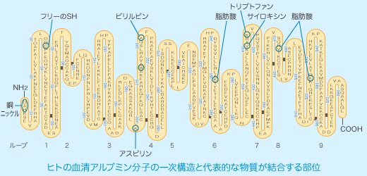 ヒトの血清アルブミン分子の一次構造と代表的な物質が結合する部位