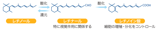 ビタミンＡの３つの種類