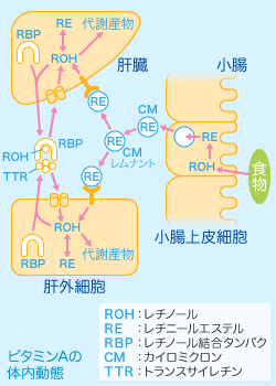 ビタミンＡの体内動態