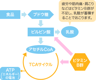 ＴＣＡサイクルとビタミンB群の関与