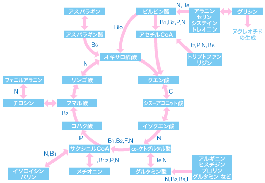 ＴＣＡ回路とアミノ酸の代謝におけるビタミンＢ群の関わり