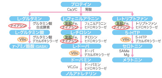 ビタミンB群 - オーソモレキュラー栄養医学研究所