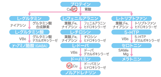 ビタミン 栄養療法 薬だけに頼らない根本治療をめざす 心と身体に優しい治療法 オーソモレキュラー栄養医学研究所