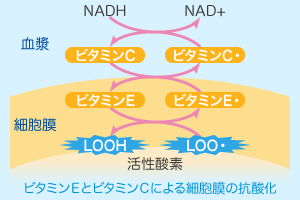 ビタミンＥとビタミンＣによる細胞膜の抗酸化