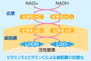 ビタミンＥとビタミンＣによる細胞膜の抗酸化