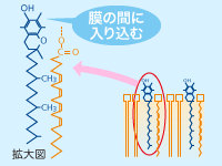 E と は ビタミン